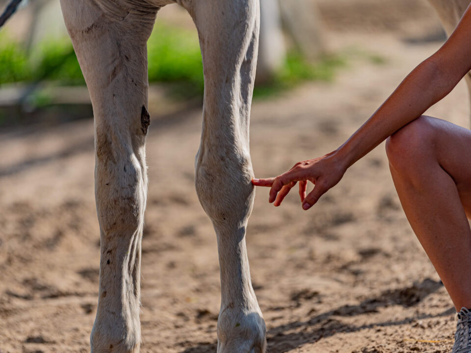 állatgondozó képzés